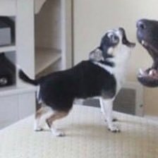 in the year that ends in zero / the lizard lost an account of a hero