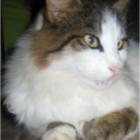 CARMEN  ROJAS - @GATOAMBAR - Twitter