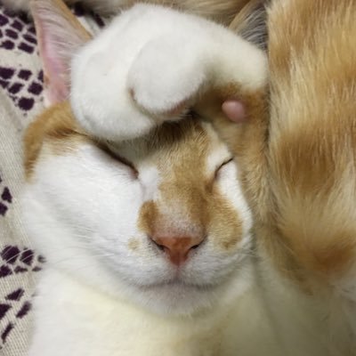 茶トラ♀の桜猫🐈が家族になりました。高齢者夫婦と🐱の3人家族です。