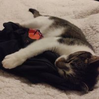 ññ]__✿ (@_firestone__) 's Twitter Profile