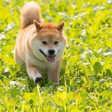 航空機にはまってます(^^♪
動物大好き❣無言フォロー、失礼します🙇