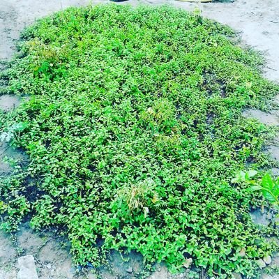 benja26489716's profile picture. Hello my dear friend's I'm from the Gambia in West Africa