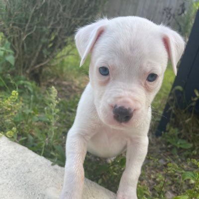 satoshi_santos's profile picture. Blockchain = Life . Crypto enthusiast early 2017. Block Chain Developer