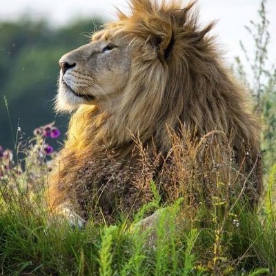 Adel Lion Profile