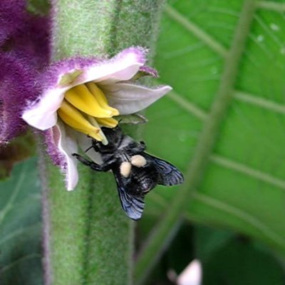 Grupo de investigación de la Universidad Militar Nueva Granada, interesados en la biología y ecología de las abejas nativas y otros himenópteros en Colombia,