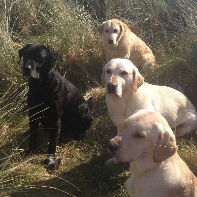 #StandWithUkraine #BlueCrew. I ❤ my Labradors! #History #Archaeology #Horror. Iceland 🇮🇸 Dingle 🇮🇪 Lemmy 🎶 Oh, & I love Noël Coward too! ❤