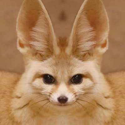 Fehnikさんのプロフィール画像