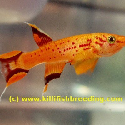 Breeder of Killifish