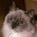 Prude (@terf_cat) Twitter profile photo Prude (@terf_cat) Twitter profile photo