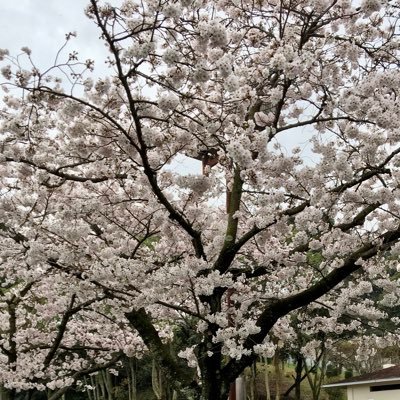 treevillage1213's profile picture. 