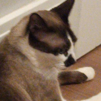 Cleiton, o gato legalさんのプロフィール画像
