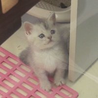 檸檬猫LEMONECO(@lemoneco37) 's Twitter Profile Photo