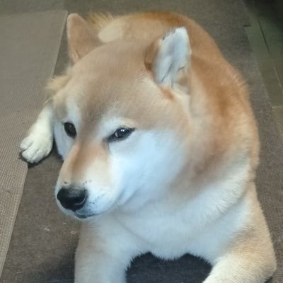 ট ইট র 柴犬みりゅう 柴犬 カッコイイ ボクはかなりのイケメンです 親バカ ガッチリした体型に太めのクルリン尻尾 かっこいいでしょ 12キロ超え おデブと言わないでね ট ইট র 柴犬みりゅう 柴犬 カッコイイ ボクはかなりのイケメンです 親バカ ガッチリした体型に太めのクルリン尻尾 かっこいいでしょ 12キロ超え おデブと言わないでね