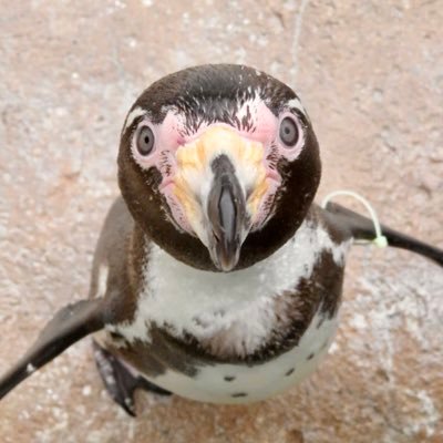 東武動物公園に毎週通ってます。フンボルトペンギンのえだまめ、アルパカのましろ＆しらたま、ヤギのスギト推し！！Nikon D5600(レンズはタムロン)を使っていましたが、7月にZ50に乗り換えました。