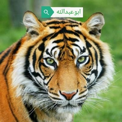 ابوعبدالله