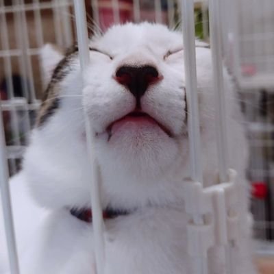 あやな。/nekomanmaさんのプロフィール画像