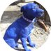 The Blue Dog (Jimbo Dog) 🐶 🌊💙 🌊💙 (@twobigpuppies) Twitter profile photo