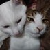 屋台🐾 (@yatai_) Twitter profile photo 屋台🐾 (@yatai_) Twitter profile photo