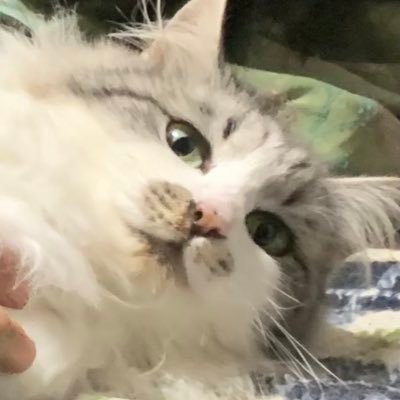 miya20005109's profile picture. 歌と野球が好きな高卒社畜3年目