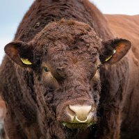 Luing Cattle Society (@luingcattle) 's Twitter Profile