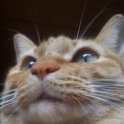 wild_oshow's profile picture. Hard Rock/Metal全般・B'z・THE PRIMALS・EVH wolfgang・kemper・quad cortex・7弦ギター・5弦ベース・グルメ等 ※業者・エロ目的、bot等フォローはご遠慮ください