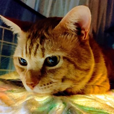 garu_tadaima's profile picture. 応援してるよ(￣▽￣)