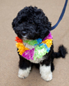 I am a Portuguese Water Dog and so much more.