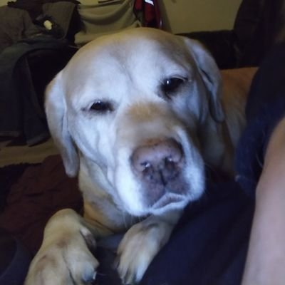 Yesser, head banger, gamer, bookworm, crazy cat lady and slave to Lola, an 8 and a half year old lab cross adopted from Romania. 😻🐕🏴