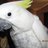 Profile Picture of Roberta McDowell (@@bobbi55148) on Twitter