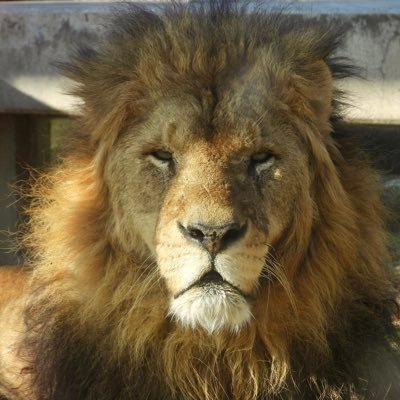 シシオウ🐓🍛さんのプロフィール画像
