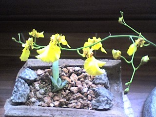 sh2823's profile picture. 시골살구있음  자연이좋아 .생노병사