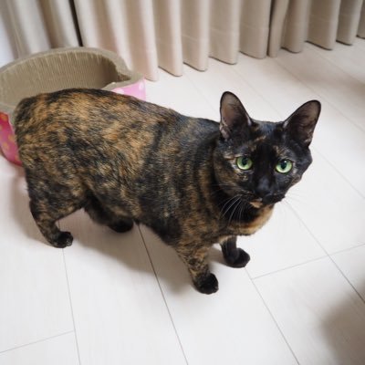 Xabi猫 慢性腎臓病で闘病中 歯石取り後に歯石が付きやすくなる事もあるんですね やはりフードも影響しますよね きえーると デンタルバイオ 貴重な情報ありがとうございます 参考にさせていただきます