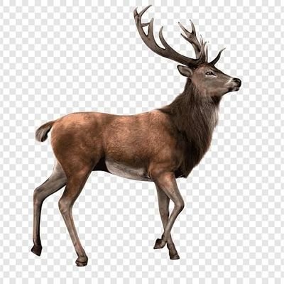 Murat16542842's profile picture. Karizma