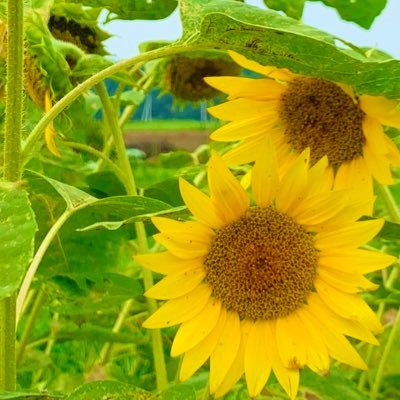 aroundgift's profile picture. 子供のためにも安心安全なモノを使いたい、豊かな自然を残したいと思い始めたアラサー男🌱🌎 オーガニックやSDGs、エシカル、環境問題など情報収集＆発信アカウントです✨ 自然豊かな地球を後世に残したい！！ ❌副業❌エロ❌勧誘