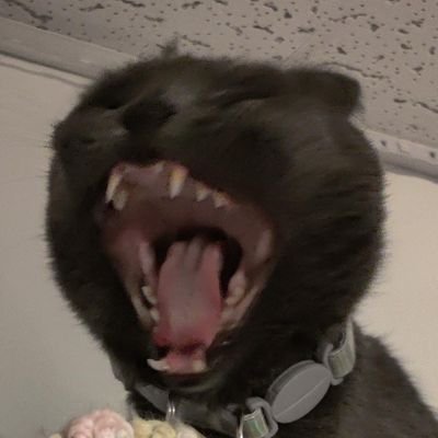 bunnyb_2117's profile picture. gender is a performance and mine is an improv show