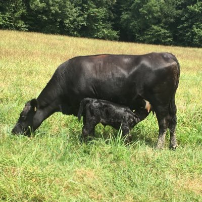 Psalm 104:14                             Raising beef cattle in the Piedmont of North Carolina. Turning 🌱🌾🌽 into 🥩