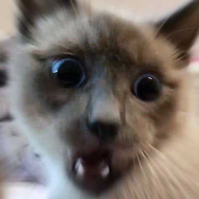 Bartholomeows's profile picture. The adventure twitter of Bitey Bartholomeow and Vladimir Von Purrs!
#CatTwitter | Owner: @DrawKill