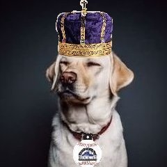 CoorsWatchdog Profile Picture