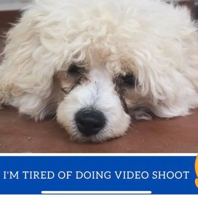 DaisyPoodlePup's profile picture. Daisy #Poodle #Puppy Everyday #BoringLife