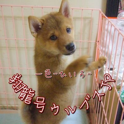 2011.3.20生まれの犬見知りでびびりで甘えん坊でお姉さん(人)が大好きなハコイリ息子。一日一枚を目標に細々コソコソ更新中。
※アメブロに過去写真あります⇒ https://t.co/yD5B765920
※このアカウントのポストは基本Instagramからの連携です。