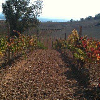 XAVIWINE's profile picture. Yes we can