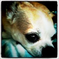 StinkyDingy (@stinkydingy) 's Twitter Profile Photo