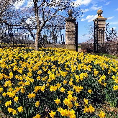 There are now over 1,200,000 daffodils blooming throughout the city each spring, celebrating renewal, beauty and joy.