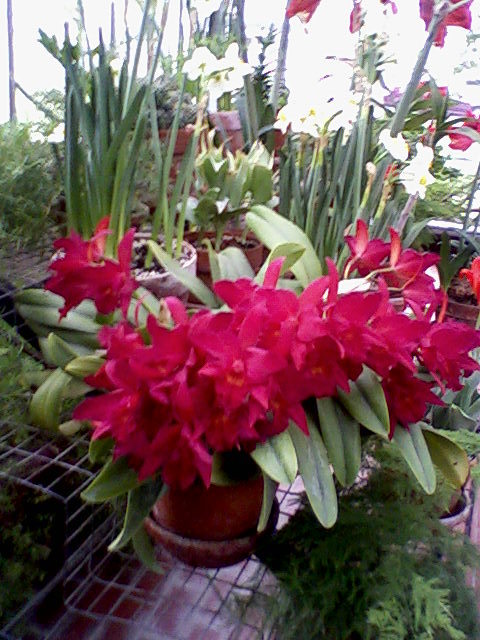 BigOrchidGuy's profile picture. Orchid FREAK - grow under lights