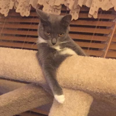 m2themac's profile picture. 