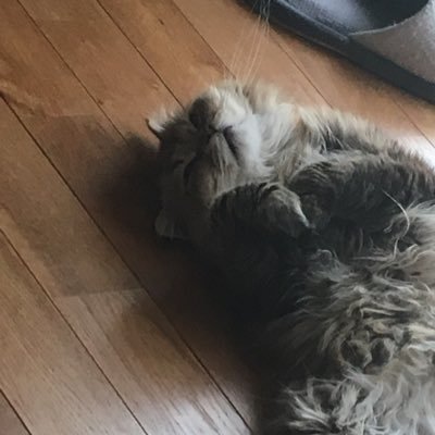 faLilRA0GZqJY49's profile picture. nz tc Spiel