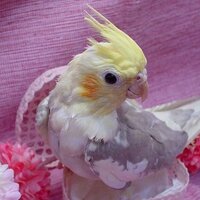 タコ星人 (@mr_tako_seijin) 's Twitter Profile Photo