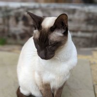 Creamy The Meezer π³οΈβπβ€οΈ (@kleptocream) 's Twitter Profile