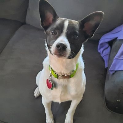 Kaleb16413088's profile picture. nuggets fan