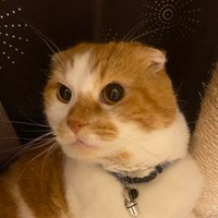 ことゆう🐈⚾️🐶🦥🐰 (@kotoyu31) 's Twitter Profile